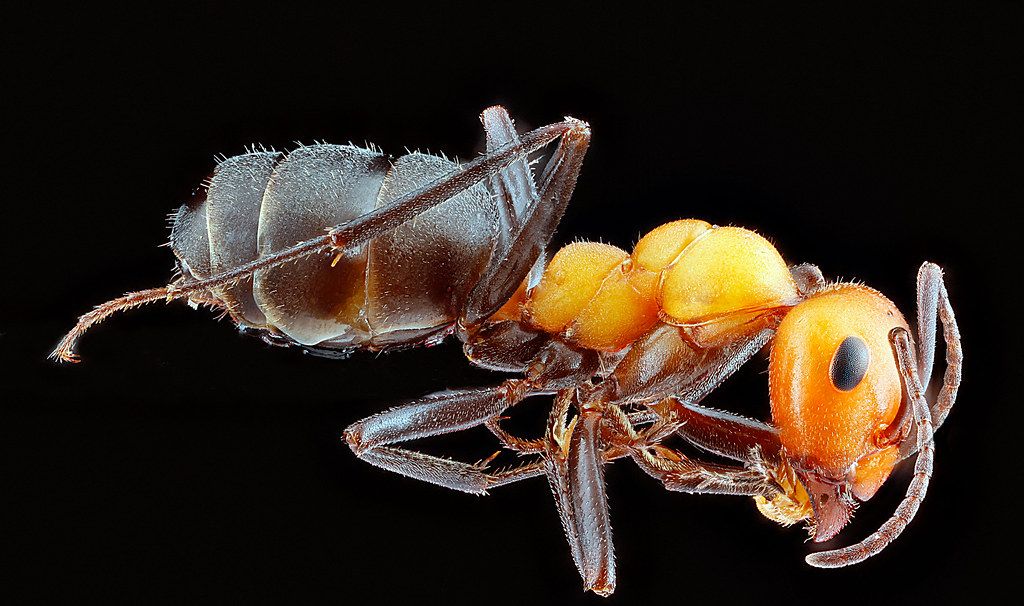 Ant Control service in San Angelo, TX