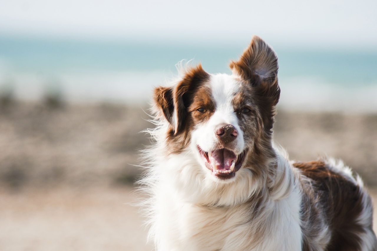 Flea & Tick Control service in San Angelo, TX