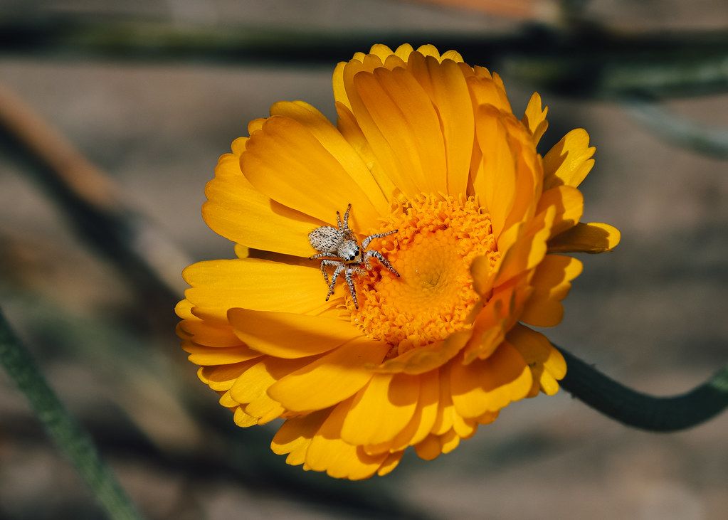 Spider Control service in San Angelo, TX